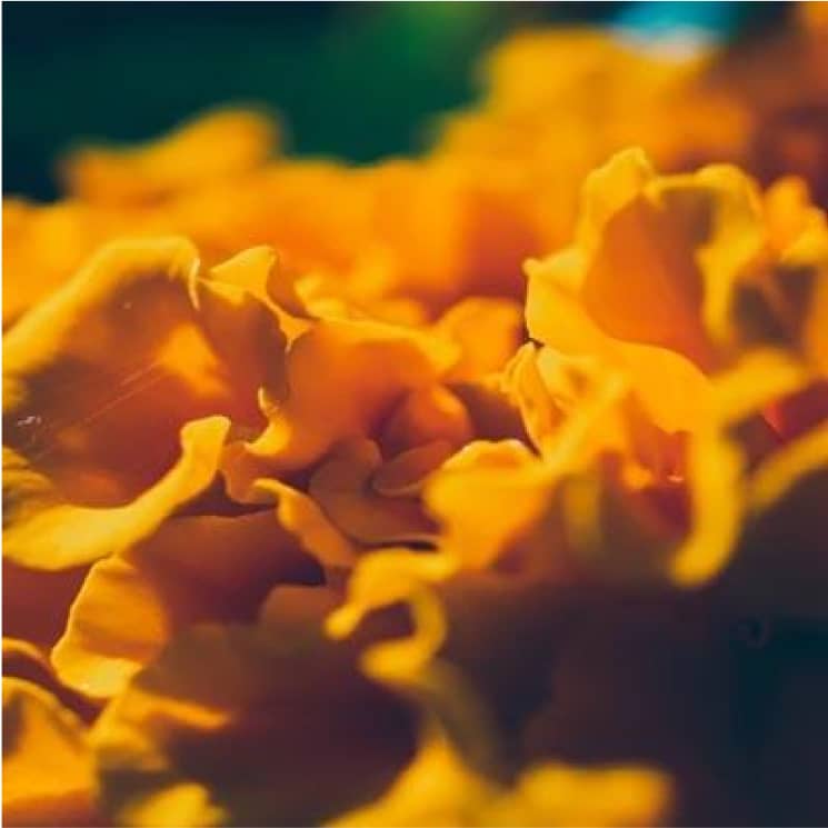 FloraGLO lutein from marigold flowers