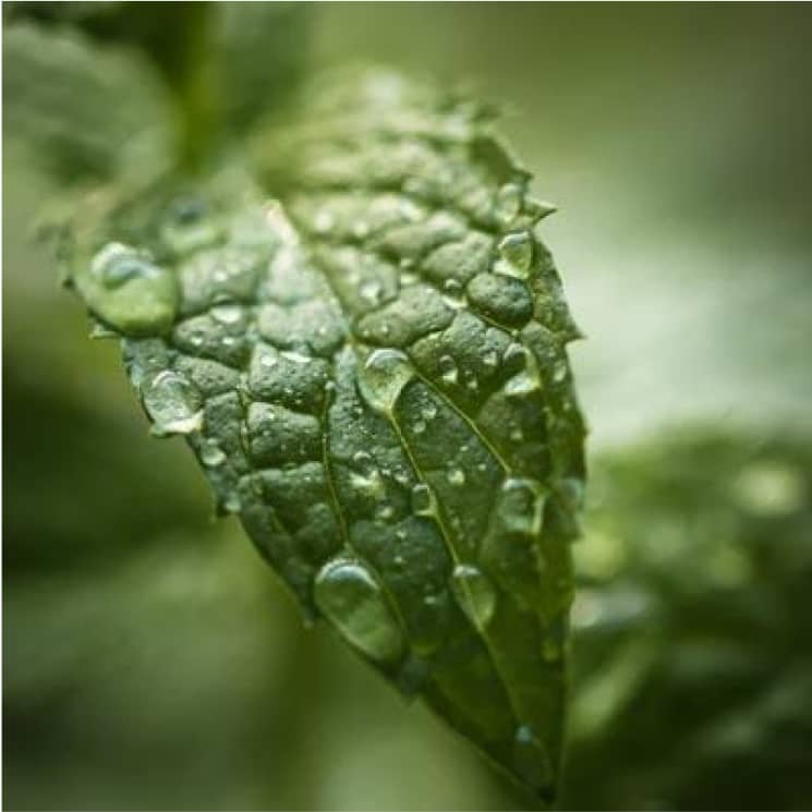 Neumentix spearmint extract